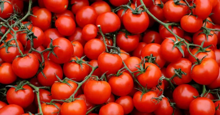 The Sweet Spot of Summer-Late Season Tomatoes-1